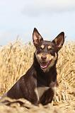 WORKING KELPIE 033